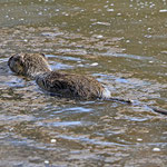 Schwimmende Nutria - kein Biberschwanz!
