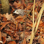 Immer quirlig unterwegs