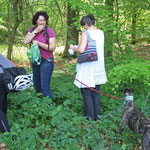 Teilnehmerinnen beim Einsammeln von Giersch