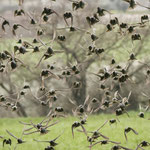 Storni (Sturnus vulgaris)