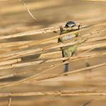 Cinciarella (Cyanistes caeruleus)