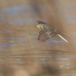 Ballerina bianca (Motacilla alba)