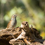 Passera scopaiola (Prunella modularis)