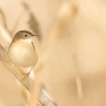 Beccamoschino (Cisticola juncidis)