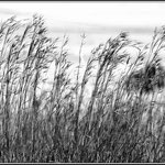 Grass along road