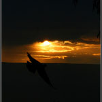 Evening Flight