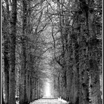Tree Lined walkway, Holland