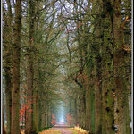 Tree Lined Walkway, Holland 2