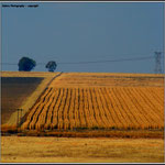 Maize Land