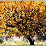 Yellow Tree