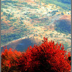 Red Tree