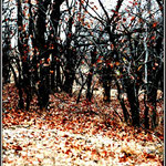Autumn in the Kruger Park