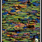 Lilly Pads