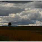 One Tree
