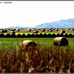 Rolling Bales