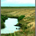 Stream