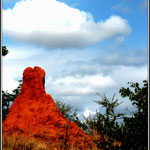 Ant Hill in the Kruger Park