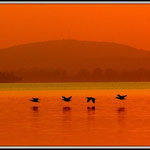 Birds over Dam