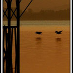 Flight at Sunrise