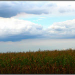 Maize Field 1