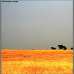 Yellow Field