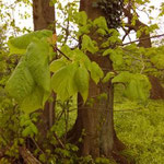 Tilia platyphyllos - Junge Blätter Ende April