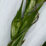 Carex sylvatica - Makroaufnahme der 3-narbigen weibl. 'Schläuche'