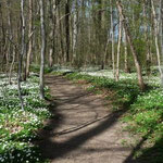 Anemone nemorosa - Ausgedehnte Bestände im nördlichen Parkbereich