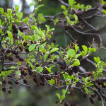 Alnus glutinosa - junge Blätter und vorjährige Früchte - Foto: Wehr