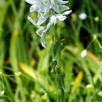 Ornithogalum nutans L. - Foto Wehr