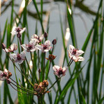 Schwanenblume - Blüte im Juli (Foto: Wehr)