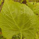 Tilia platyphyllos - Blattunterseite - behaarter Blattstiel und weiße Achselbüschel unterscheiden die Sommer- von der Winterlinde