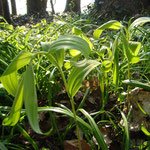 Polygonatum spec. vor der Blüte im April