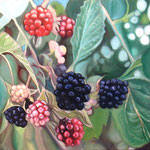 Brombeeren