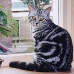 Zilver tabby