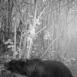 Orso