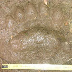 Impronta di Orso