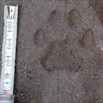 Impronta di Lince