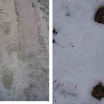 Impronte di Orso nella neve