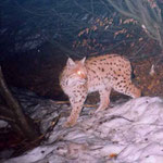 Lince