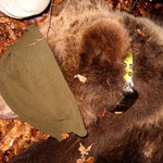 Immagine di orso con occhi bendati in seguito alla sedazione effettuata dai ricercatori.