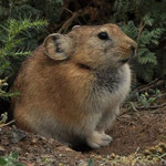 Pika (souris à grandes oreilles !!)