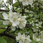 apple blossoms