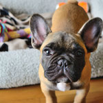 Nino