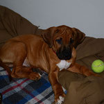 Oji  "Rhodésian Ridgeback"