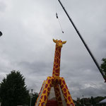 La tête de la girafe vient raser les nuages !