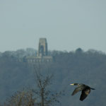 20120316 Kormoran vor der Syburg