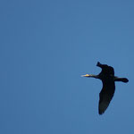 20120316 Kormoran Ostbecken Hengsteysee