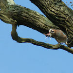 20120405 Eichelhäher mit Maus Haspe Quambusch