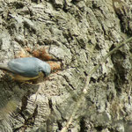 20120328 Kleiber beim Nestbau Haspe Quambusch